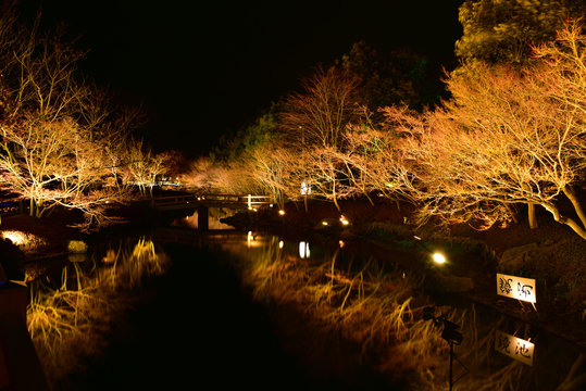 light up tree, Winter illumination in Mie, Japan