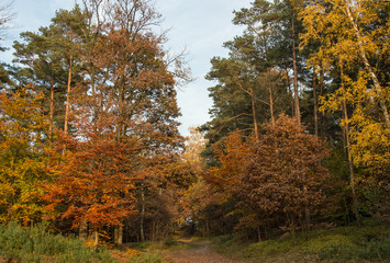 Herbstlicher Wanderweg in der Fischbeker Heide - Autumnal footpath in Fischbeker heathland