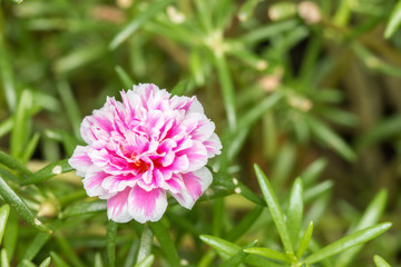 Fototapeta premium Pusley flower(Portulaca oleracea)