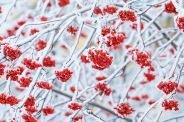 Bright red bunches of rowan covered with hoarfrost