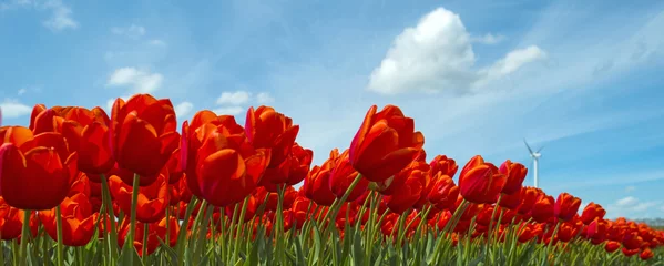 Poster de jardin Tulipe Red tulips in a sunny field in spring