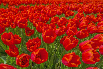 Red tulips in a sunny field in spring