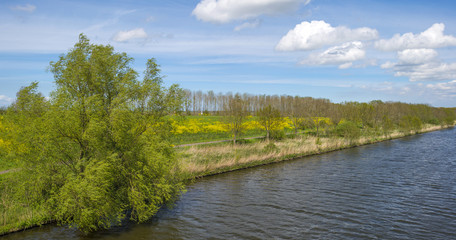 Wild flowers along the shore of a canal in spring