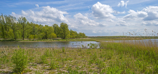 Obraz na płótnie Canvas Shore of a sunny lake in spring