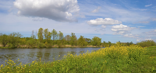 Wild flowers along the shore of a canal in spring