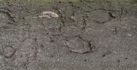 Tree trunk. №8