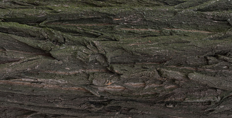 Tree trunk. №6