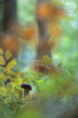 Penny bun fungus (Boletus edulis) growing in the forest