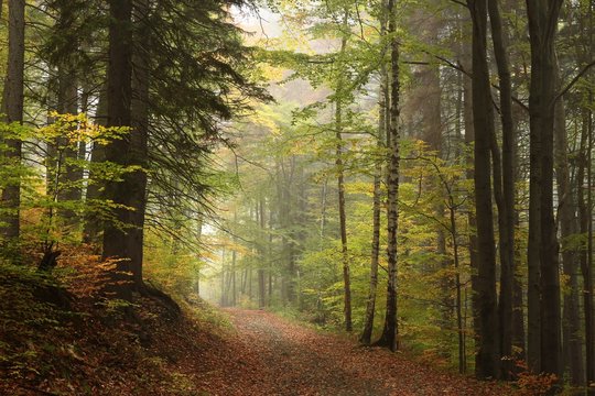 Fototapeta Path through the autumnal forest in foggy weather, Poland