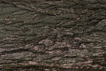 Tree trunk. №2