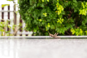 light brown grasshopper