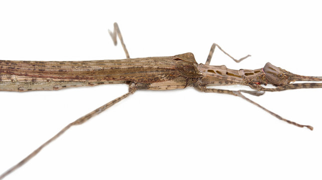 Stick Insect (Phasmatodea) male and female isolate on white back