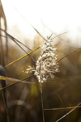 Źdźbło trawy © Kozioł Kamila