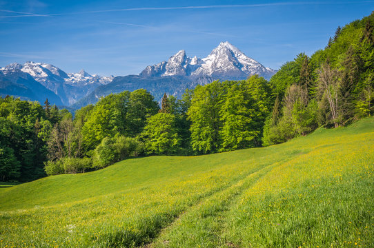 Idyllic mountain landscape in the Alps with hiking trail, fresh green mountain pastures and blooming flowers  in springtime