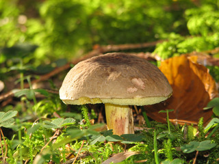 Boletus