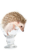 Hedgehog in the glass , African pygmy hedgehog
