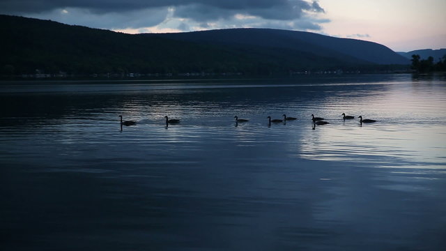 Morning Lake Ducks Swim Left. a early dawn morning shot of ducks swimming left on a tranquil lake scene
