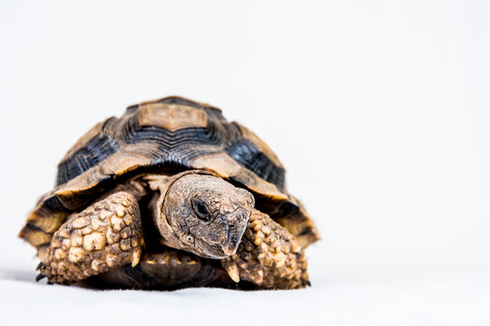 Tortuga Terrestre Argentina (Chelonoidis chilensis)