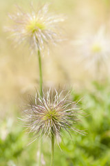 Fototapeta na wymiar Seed Heads of European Pasqueflower