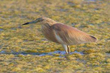 squacco heron