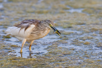 squacco heron