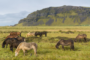 Naklejka na ściany i meble Icelandic horses grazing on the grass
