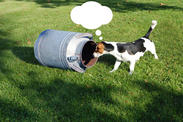 dog with milk can
