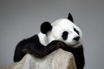 Sleeping panda on the rock