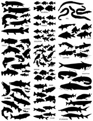 Fototapeta premium Freshwater fish silhouettes collection