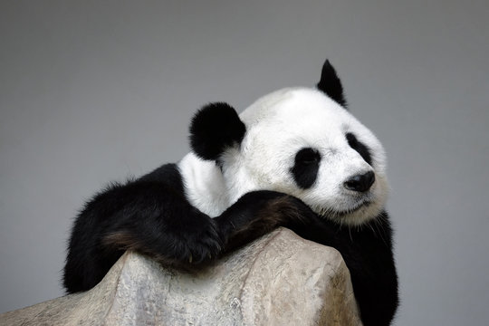 Fototapeta Sleeping panda on the rock