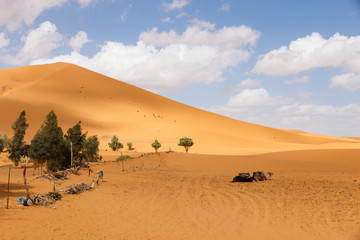 Fototapeta na wymiar sand dune Sahara