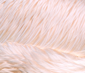 Bird feathers
