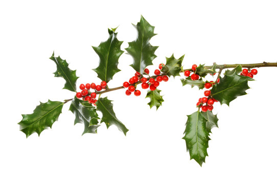Holly bough with berries