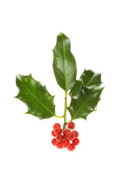 Isolated Holly sprig