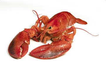 Cooked Lobster 2