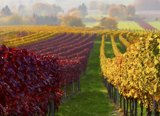 Vineyard in autumn- indian summer red yellow