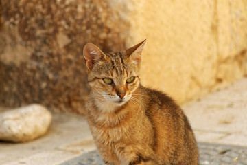 Yellow cat in front of a brown wall