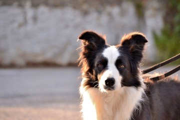 Border collie gaze