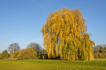 Trauerweide im Herbst
