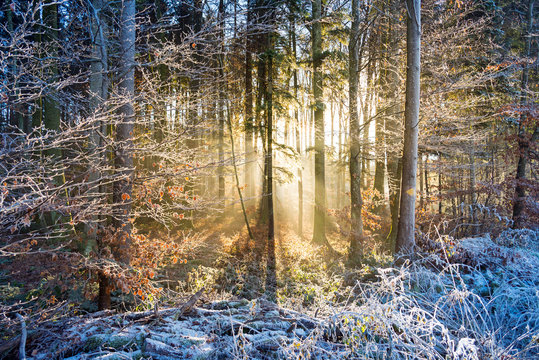 Fototapeta Winterwald