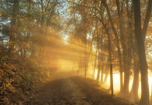 Sonnenstrahlen im Sp&auml;therbst - Herbst B&auml;ume mit Abendsonne am Weg