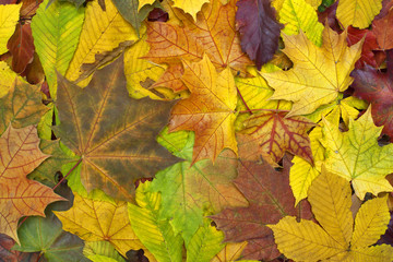 Beautiful colorful background with fallen leaves on the ground. Bright autumn colors. Image of natural materials. Eco style.