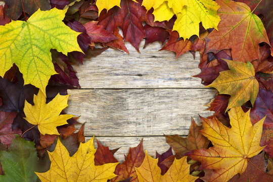 Beautiful colorful background with red and yellow leaves on old wooden board. Bright autumn colors. Image of natural materials. Eco style.
