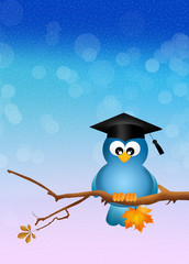 bird graduate on branch