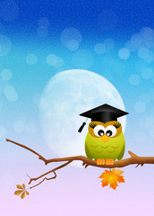 owl graduate on branch