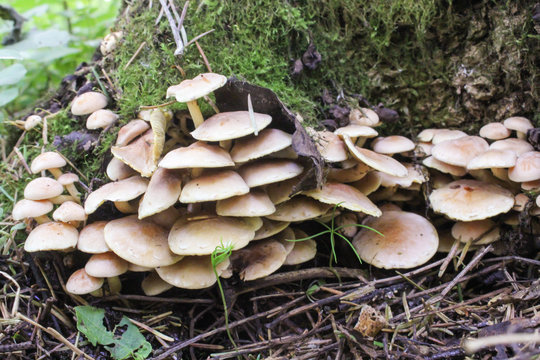 large group of small mushrooms
