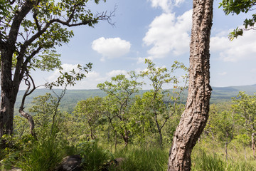 Fototapeta premium Green Mountain natural view