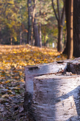 Trunks in the wood