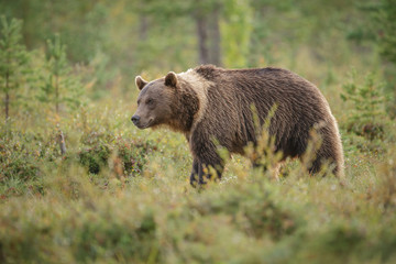Big brown bear in Finnland