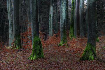 Jesień w Bukowym Lesie  - obrazy, fototapety, plakaty